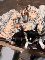 Tardus, a male Pembroke Welsh Corgi and Chihuahua for sale in Glendale, AZ – 5 of 5