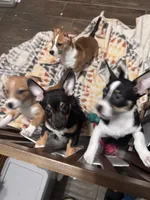 El Negro, a male Pembroke Welsh Corgi and Chihuahua for sale in Glendale, AZ – 4 of 5