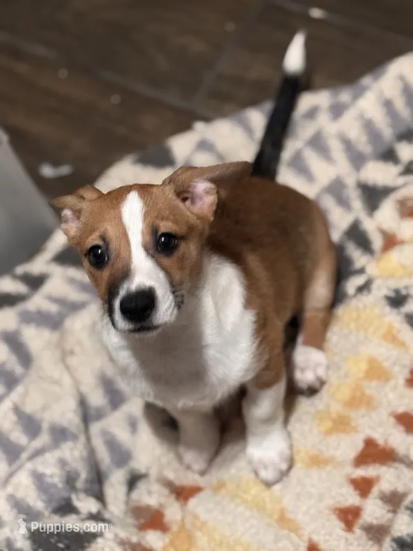 Tardus – Pembroke Welsh Corgi, Chihuahua puppy for sale in Glendale, AZ