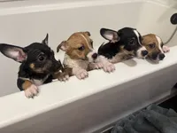 El Negro, a male Pembroke Welsh Corgi and Chihuahua for sale in Glendale, AZ – 3 of 5