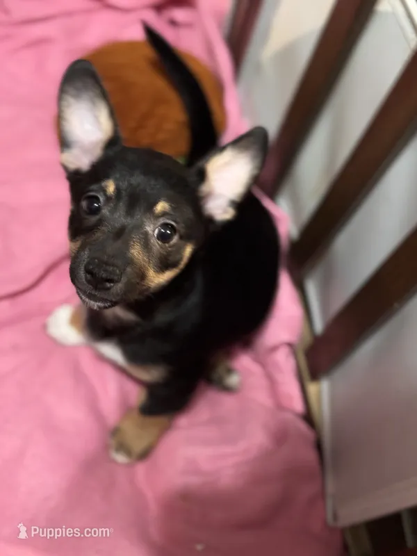 El Negro – Pembroke Welsh Corgi, Chihuahua puppy for sale in Glendale, AZ