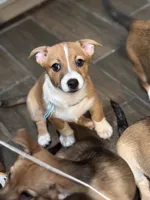 C2, a male Pembroke Welsh Corgi and Chihuahua for sale in Glendale, AZ – 2 of 6