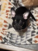 El Negro, a male Pembroke Welsh Corgi and Chihuahua for sale in Glendale, AZ – 2 of 5