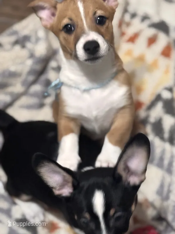 C2 – Pembroke Welsh Corgi, Chihuahua puppy for sale in Glendale, AZ