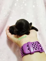 Reserved, a female Chihuahua for sale in Richmond, VA – Photo 4 of 4