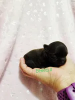 Reserved, a female Chihuahua for sale in Richmond, VA – Photo 2 of 4