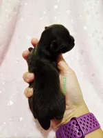 Reserved, a female Chihuahua for sale in Richmond, VA – Photo 3 of 4