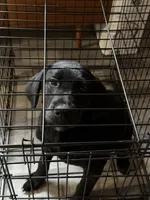 Zelda , a female Golden Retriever and Labrador Retriever for sale in Wabash, IN – Photo 3 of 4