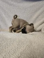 Pug Girl , a female Pug for sale in Muncy, PA – 3 of 6