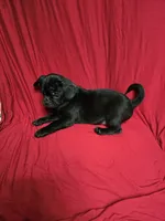 Chug Boy , a male Chihuahua and Pug for sale in Muncy, PA – 6 of 6