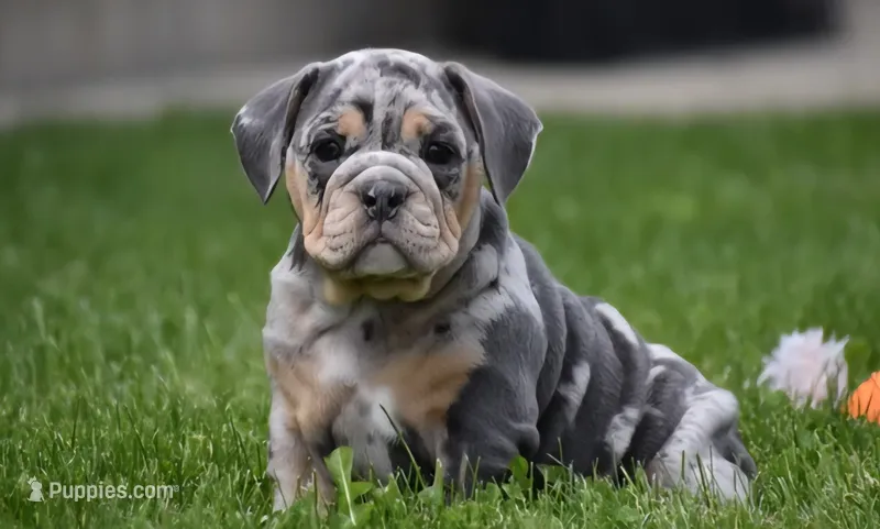 Josie  – English Bulldog puppy for sale in Muncy, PA
