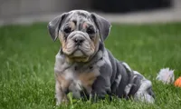 Josie , a female English Bulldog for sale in Muncy, PA – 1 of 7