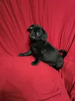 Chug Boy , a male Chihuahua and Pug for sale in Muncy, PA – 3 of 6