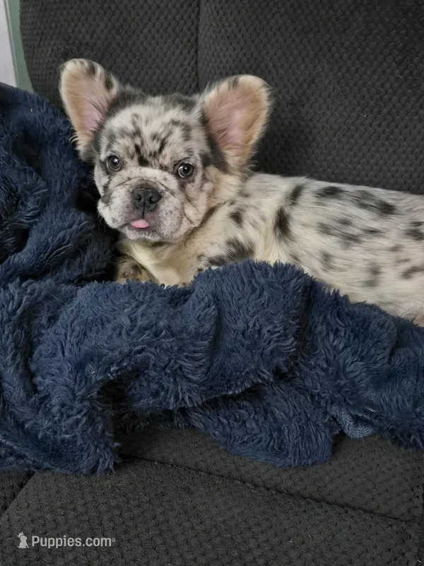 Zuri – French Bulldog puppy for sale in Muncy, PA