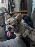 Zuri, a female French Bulldog for sale in Muncy, PA – Photo 2 of 5