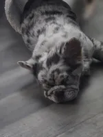 Zuri, a female French Bulldog for sale in Muncy, PA – Photo 5 of 5