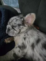 Zuri, a female French Bulldog for sale in Muncy, PA – Photo 3 of 5