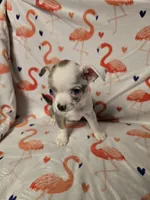 Merle Female, a female Chihuahua for sale in Muncy, PA – 6 of 9