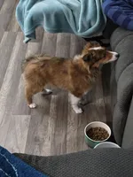 Freya, a female Shetland Sheepdog for sale in Muncy, PA – Photo 5 of 6