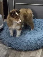 Freya, a female Shetland Sheepdog for sale in Muncy, PA – Photo 2 of 6