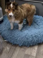 Freya, a female Shetland Sheepdog for sale in Muncy, PA – Photo 6 of 6