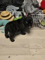 Xena , a female French Bulldog for sale in Muncy, PA – 1 of 7