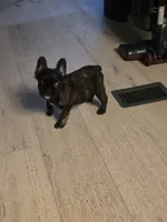 Xena , a female French Bulldog for sale in Muncy, PA – 6 of 7