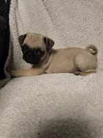 Pug Girl , a female Pug for sale in Muncy, PA – 6 of 6