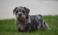 Josie , a female English Bulldog for sale in Muncy, PA – 2 of 7