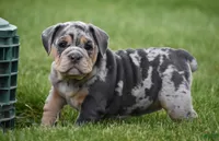 Josie , a female English Bulldog for sale in Muncy, PA – 6 of 7