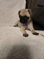 Pug Girl , a female Pug for sale in Muncy, PA – 4 of 6