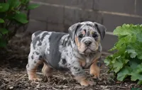 Josie , a female English Bulldog for sale in Muncy, PA – 5 of 7