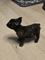 Xena , a female French Bulldog for sale in Muncy, PA – 2 of 7