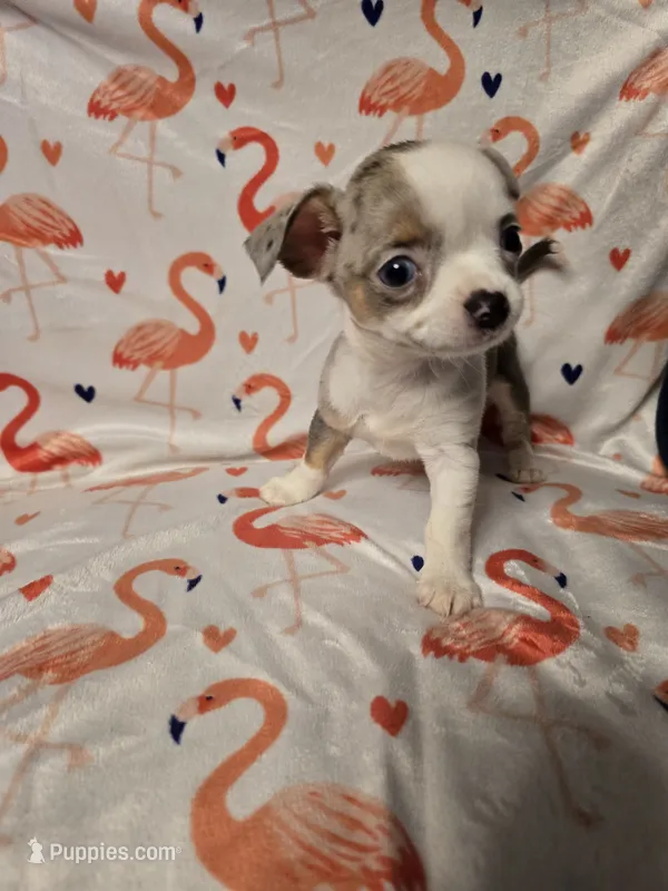 Merle Female – Chihuahua puppy for sale in Muncy, PA
