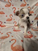 Merle Female, a female Chihuahua for sale in Muncy, PA – 1 of 9
