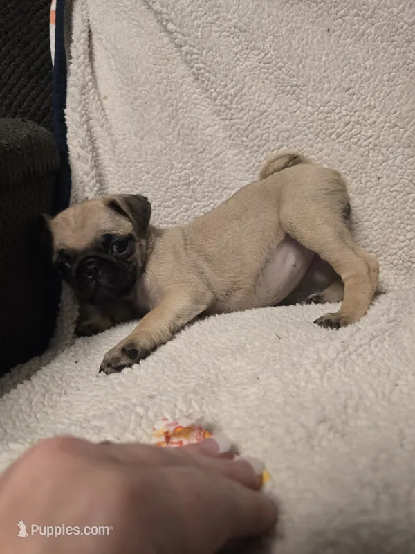 Pug Girl , a female Pug for sale in Muncy, PA – 1 of 6