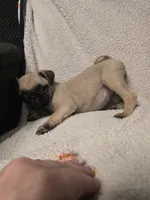 Pug Girl , a female Pug for sale in Muncy, PA – 1 of 6