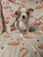 Merle Female, a female Chihuahua for sale in Muncy, PA – 2 of 9