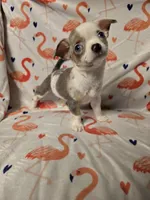 Merle Female, a female Chihuahua for sale in Muncy, PA – 7 of 9