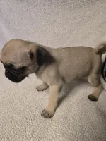 Pug Girl , a female Pug for sale in Muncy, PA – 2 of 6