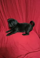 Chug Boy , a male Chihuahua and Pug for sale in Muncy, PA – 2 of 6