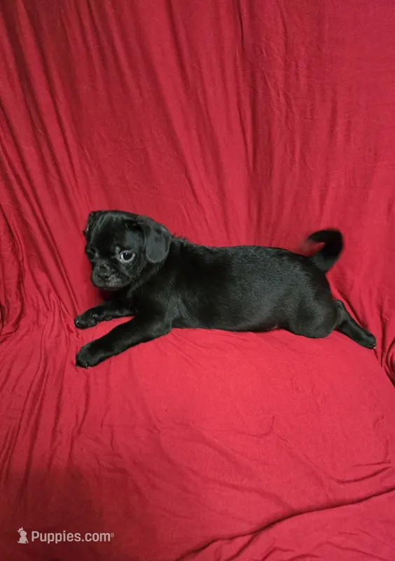 Chug Boy  – Chihuahua, Pug puppy for sale in Muncy, PA