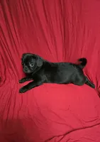 Chug Boy , a male Chihuahua and Pug for sale in Muncy, PA – 1 of 6