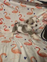 Merle Female, a female Chihuahua for sale in Muncy, PA – 4 of 9