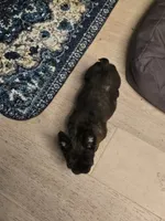 Xena , a female French Bulldog for sale in Muncy, PA – 7 of 7