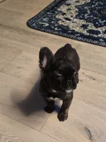 Xena , a female French Bulldog for sale in Muncy, PA – 5 of 7