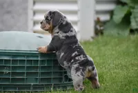 Josie , a female English Bulldog for sale in Muncy, PA – 4 of 7