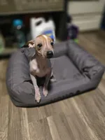 Penny, a female Xoloitzcuintli and Chinese Crested for sale in Muncy, PA – Photo 2 of 7