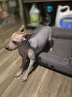 Penny, a female Xoloitzcuintli and Chinese Crested for sale in Muncy, PA – Photo 3 of 7