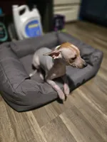 Penny, a female Xoloitzcuintli and Chinese Crested for sale in Muncy, PA – Photo 6 of 7